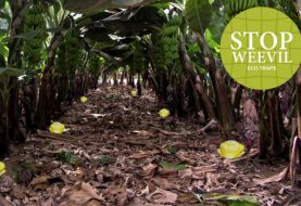 VICEDO MARTÍ presenta una nueva trampa ecológica para el control del picudo negro en el plátano y el banano